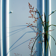 Plant collection