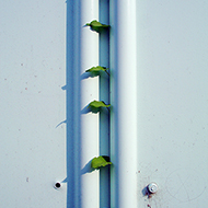 Plant collection