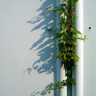 Plant collection