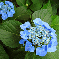 Plant collection