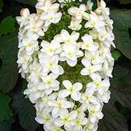 Plant collection