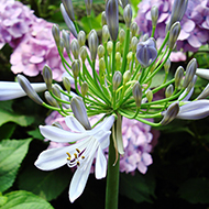 Plant collection