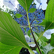 Plant collection