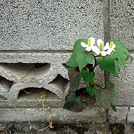 Plant collection