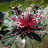 Plant collection