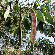 Plant collection