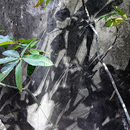 Plant collection