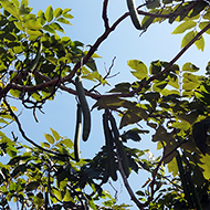 Plant collection