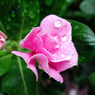 Plant collection
