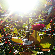 Plant collection