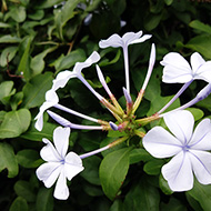 Plant collection