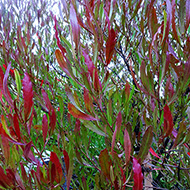 Plant collection