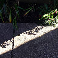 Plant collection