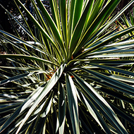 Plant collection