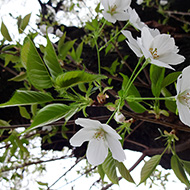 Plant collection