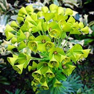 Plant collection
