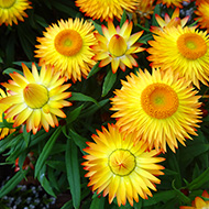 Plant collection