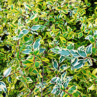 Plant collection