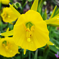 Plant collection