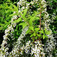 Plant collection