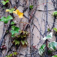 Plant collection