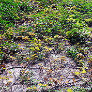 Plant collection