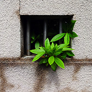 Plant collection