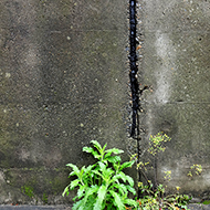 Plant collection