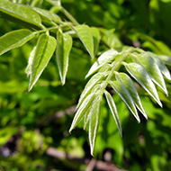 Plant collection