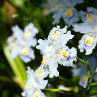 Plant collection