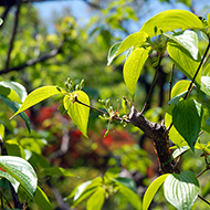Plant collection
