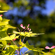 Plant collection