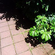Plant collection
