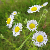 Plant collection