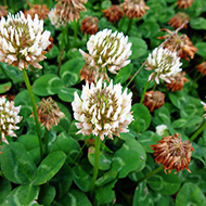 Plant collection