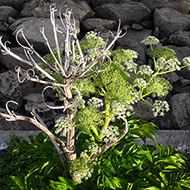 Plant collection