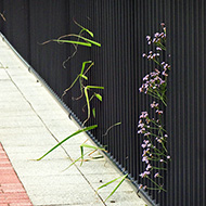 Plant collection