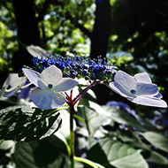 Plant collection