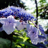 Plant collection