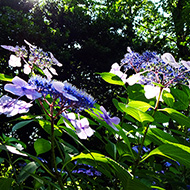 Plant collection