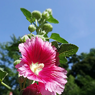 Plant collection