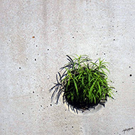 Plant collection