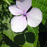 Plant collection