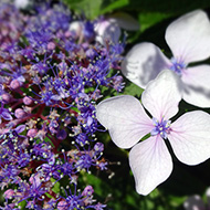 Plant collection
