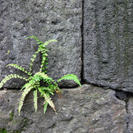 Plant collection