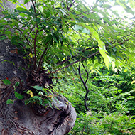 Plant collection