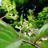 Plant collection