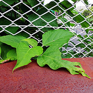 Plant collection