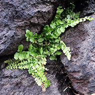 Plant collection
