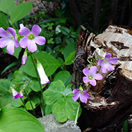 Plant collection